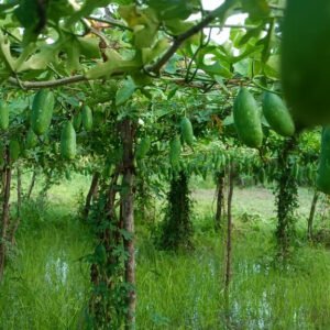 Ivy Gourd/Kundu/Tindora/Scarlet Gourd/Kovai/Dondakaya/Thondikayi (Kunduru) Vegetable Plant 10 & 10 Roots