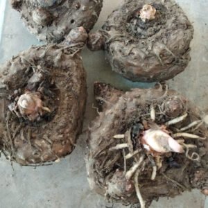 yam (Suran) Seeds (2)